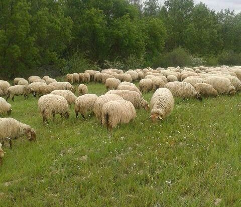 La Rubia de El Molar estrena precintos del Logotipo 100% Raza Autóctona Rubia de El  Molar